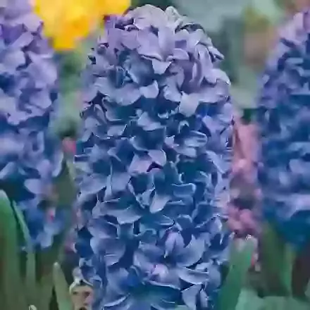 Blue Star